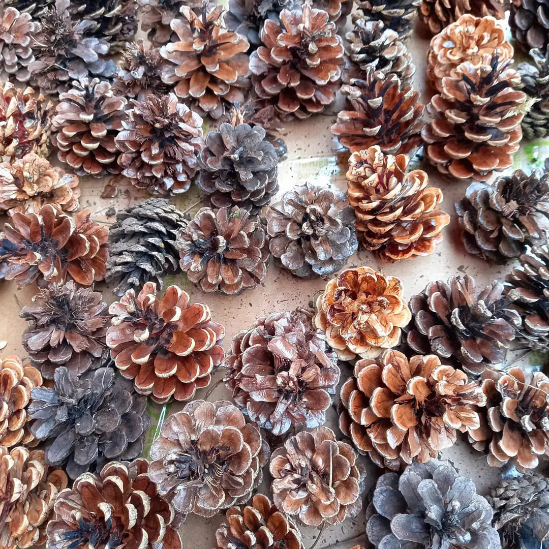 Conuri de brad lăcuite – decor de Crăciun MCF, accesorii naturale pentru aranjamente festive