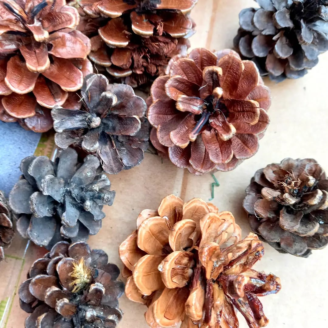 Conuri de brad lăcuite – decor de Crăciun MCF, accesorii naturale pentru aranjamente festive