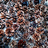 Conuri de brad lăcuite – decor de Crăciun MCF, accesorii naturale pentru aranjamente festive